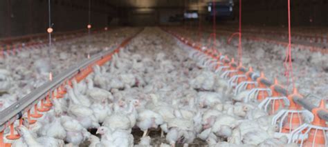 what are the drawbacks of factory farming